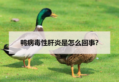 <strong>鴨病毒性肝炎是怎么回事？</strong>