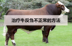 <strong>治療牛反芻不正常的方法</strong>