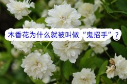 <strong>木香花為什么就被叫做“鬼招手”？</strong>