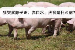 <strong>豬突然脖子歪、流口水、厭食是什么病？</strong>