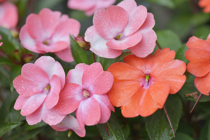 被稱作“變臉花”的花你知道嗎？