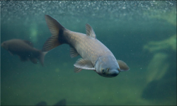 <strong>草魚肝膽綜合癥引起大量死魚頻繁發生，該如何防治？ - 漁業養</strong>