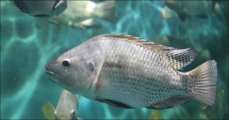 如何高密度養(yǎng)殖羅非魚(yú)？ - 羅非魚(yú)養(yǎng)殖技術(shù)分享