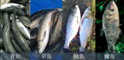 <strong>四大家魚都有什么魚？怎樣合理喂養四大家魚呢 - 魚類養殖重點</strong>