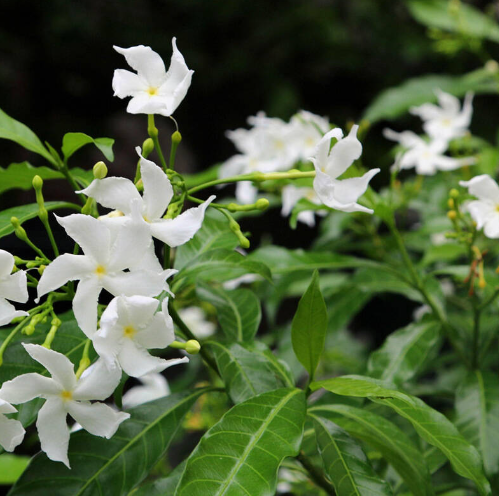 養的茉莉為什么開出了紫色花？