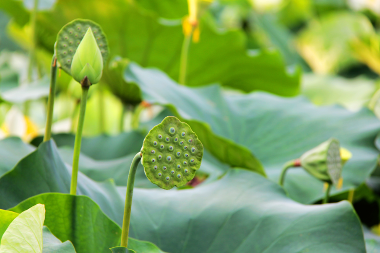 蓮蓬是荷花的哪個部分？什么時間采摘最好？