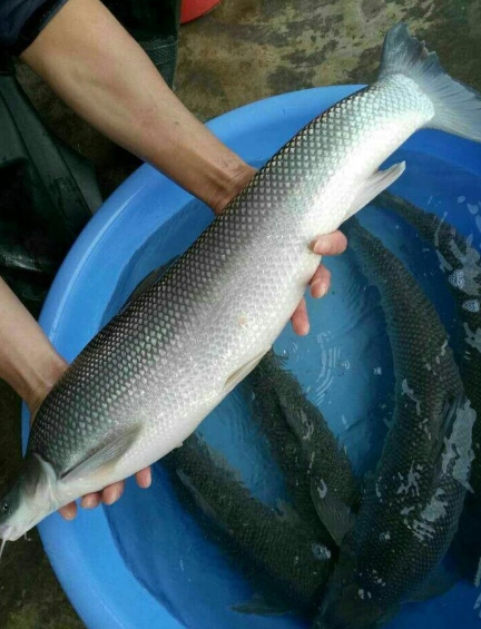 冬季魚種放養必知技巧