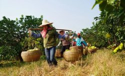 <b>種植基地柚子豐收，農民喜笑顏開</b>