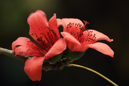 廣州的市花是什么花？