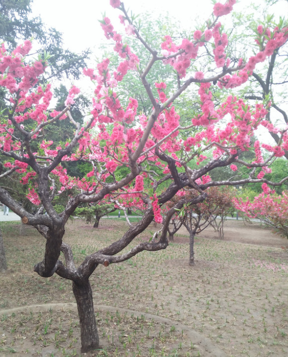 大棚桃樹花期管理和不開花原因？