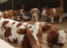 <strong>追肥期的肉牛飼料如何搭配？</strong>