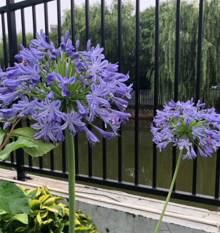 百子蓮花語和寓意