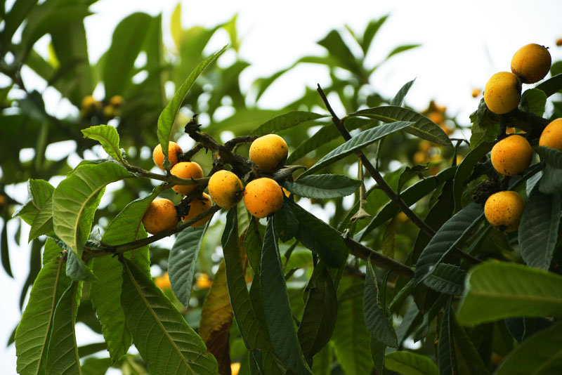 枇杷的種植技術