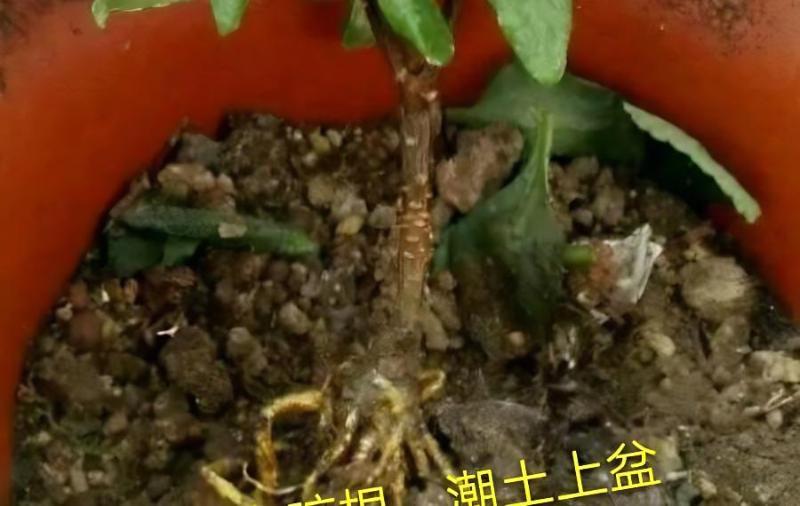 瑞香花積水怎么辦？