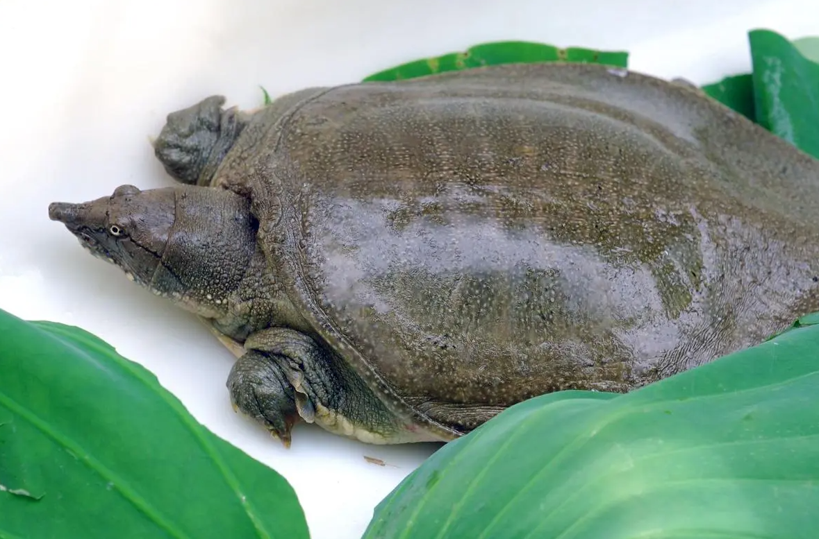 甲魚幼苗期如何飼養(yǎng)?