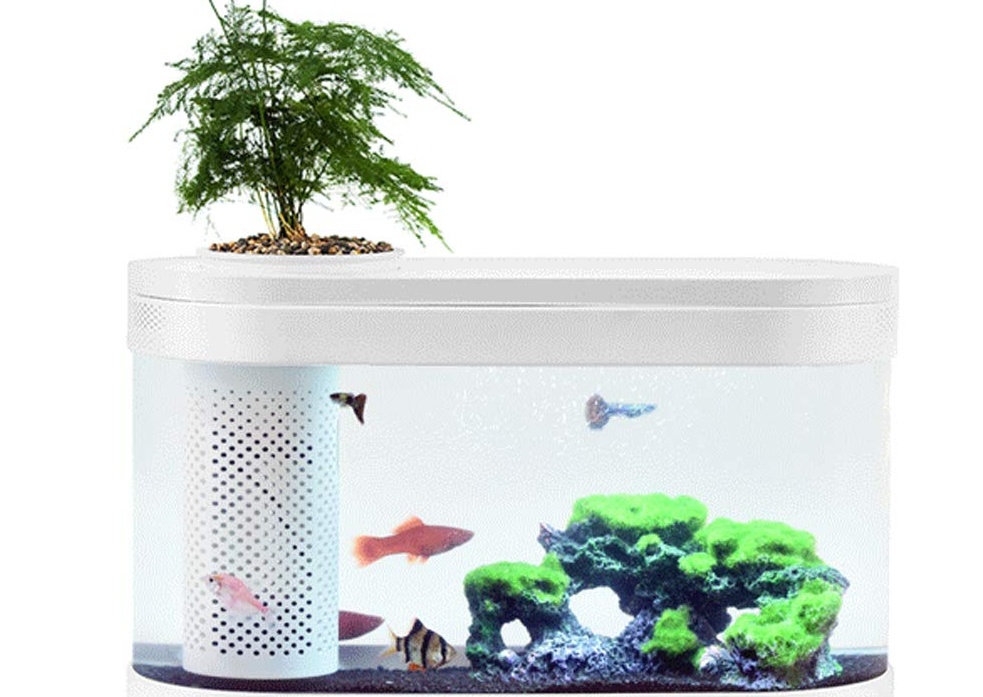 自制永不換水生態魚缸要注意些什么？