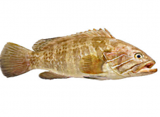 <strong>石斑魚有哪些特點？</strong>