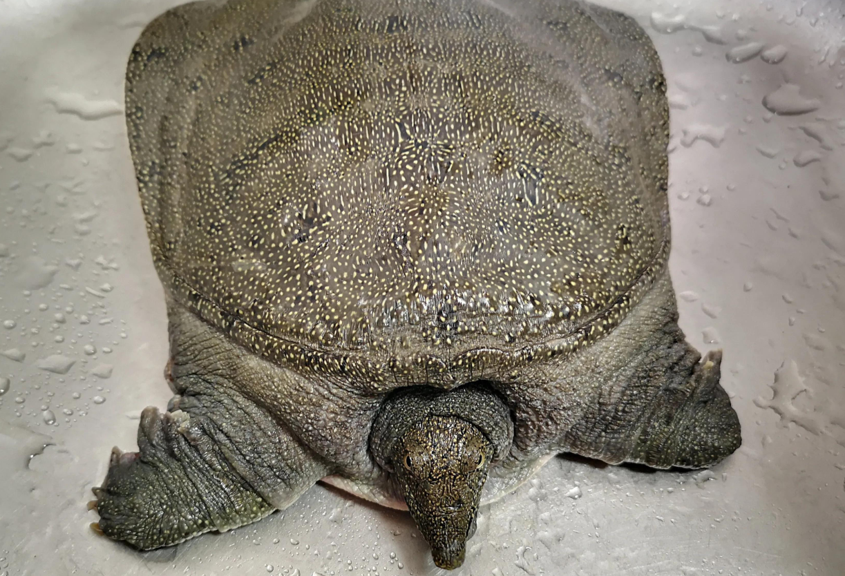 甲魚養殖中常見的病癥特點