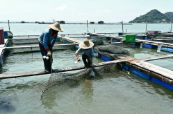 <strong>水產養殖中常見的解毒藥品</strong>