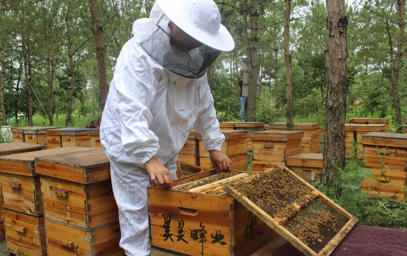 家庭養(yǎng)蜂的5個要點介紹