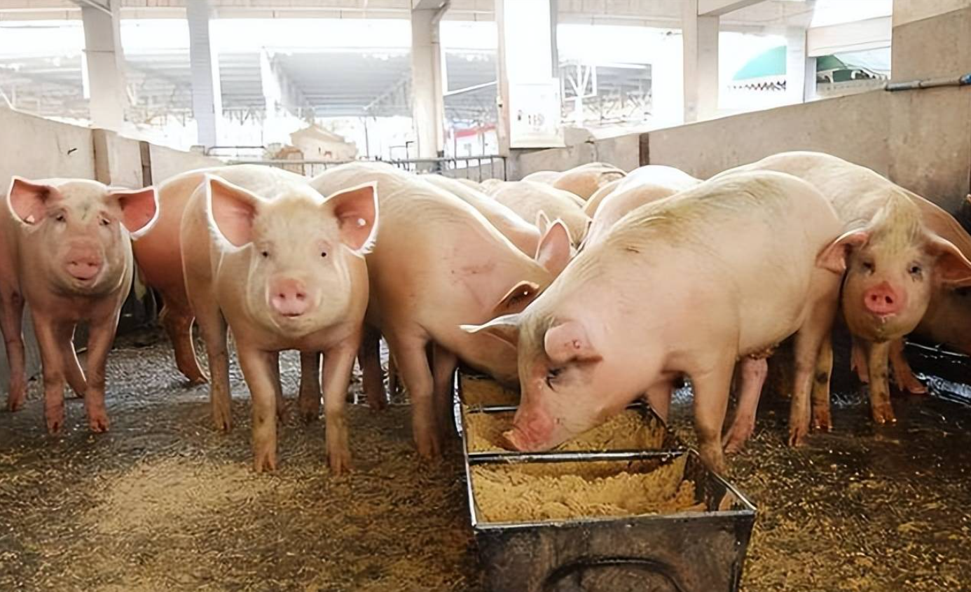 豆腐渣喂豬的最佳配方和飼喂方法介紹