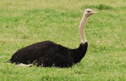 <strong> 鴕鳥養殖要辦什么證？鴕鳥好養嗎？</strong>