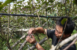 <strong>嫁接是有性繁殖還是無(wú)性繁殖？</strong>