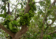 <strong>小盼菩提的養護要點介紹</strong>