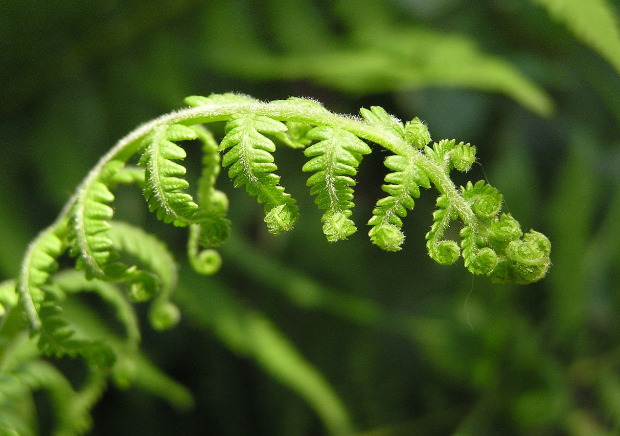 哪些植物不需要陽光？這些植物有哪些特征？