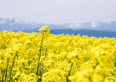 <strong>油菜花的生長環(huán)境介紹，油菜花有哪些經(jīng)濟(jì)價值和文化寓意？</strong>