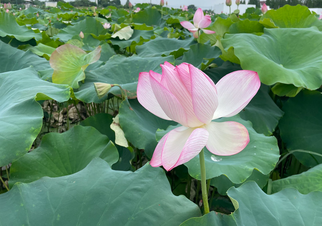 荷花生長(zhǎng)周期和生長(zhǎng)過程介紹