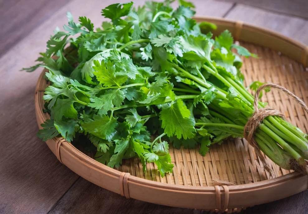 芫荽的最佳播種時間介紹