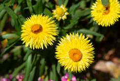 <strong>麥稈菊一年開(kāi)幾次花？</strong>