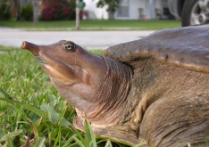 <strong>甲魚飼料有哪幾種？</strong>