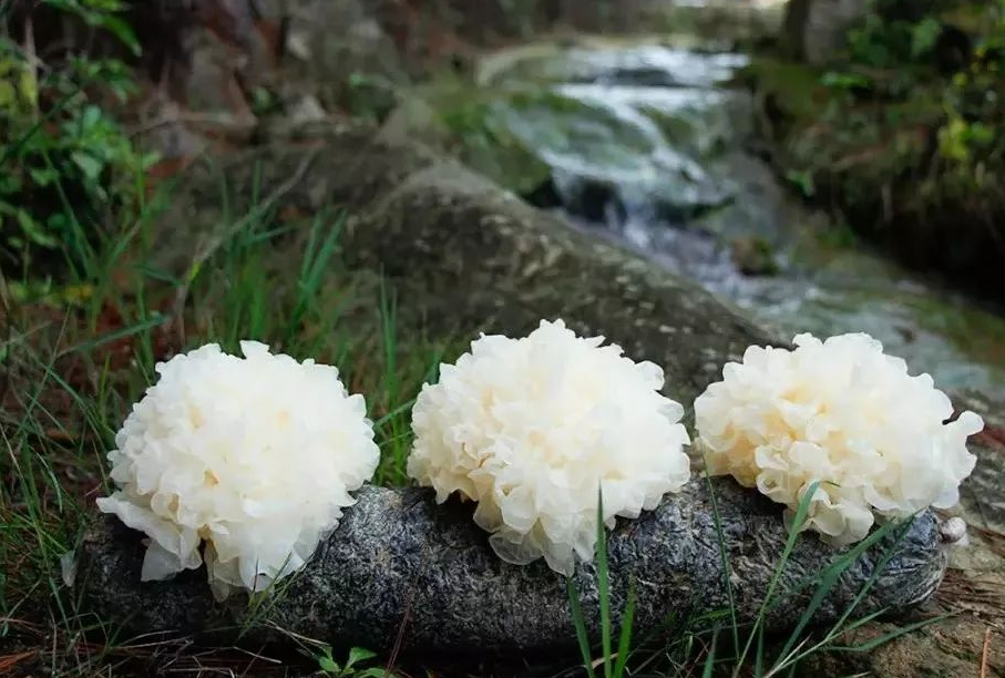 白木耳原產地和種植生產地介紹