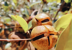 <strong>種植油茶樹的前景如何？油茶樹的種植方法介紹</strong>