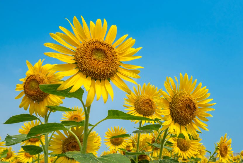 花卉植物為什么大多喜歡夏季？哪些花夏季反而長不好？