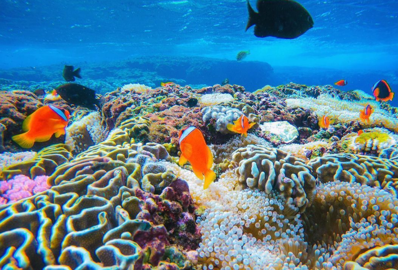 珊瑚礁對于海洋生物圈的重要意義，目前人類活動對珊瑚礁的影響