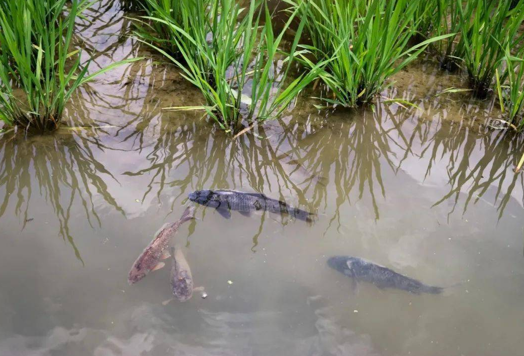 什么叫稻田養魚？這種方式有什么優點？