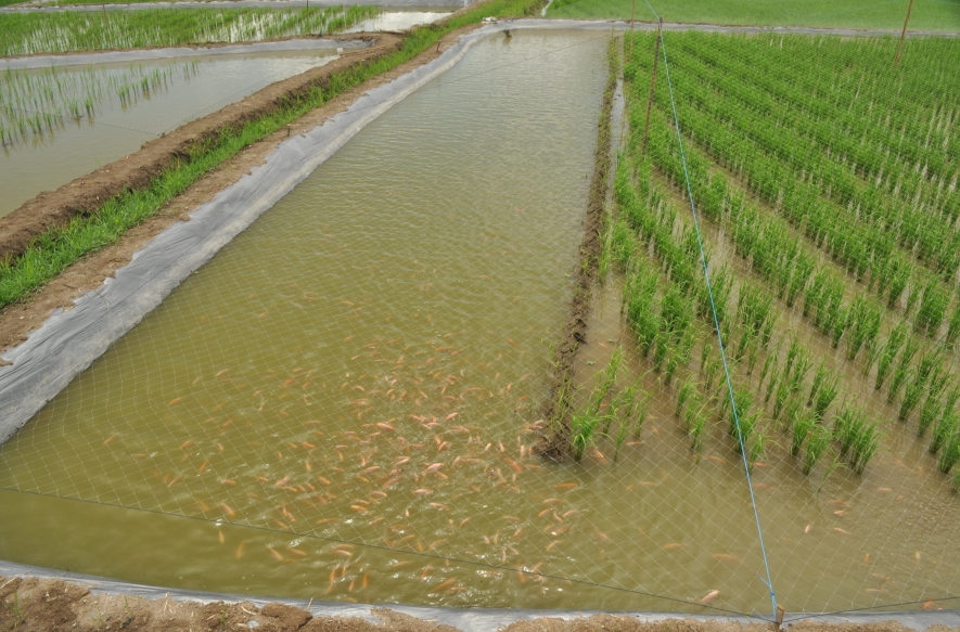 什么叫稻田養魚？這種方式有什么優點？