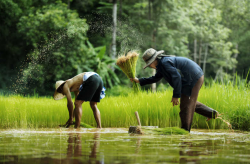 <strong>中國稻田養魚有多久歷史？養殖經驗是否豐富？</strong>