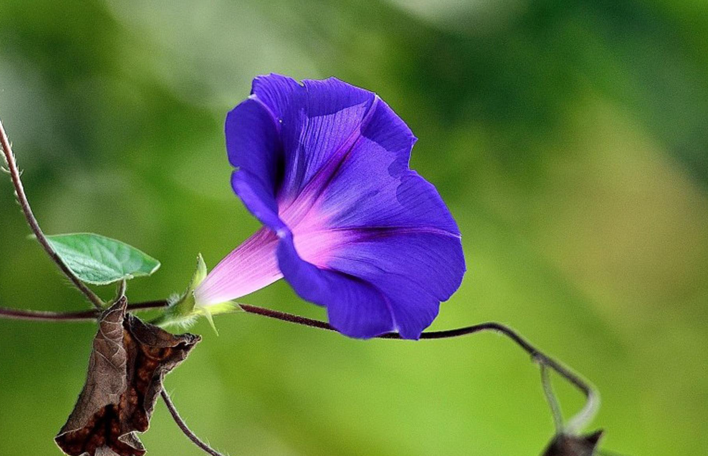 宿根花卉都有哪些類型？常見的花卉有哪些？