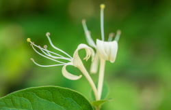 <strong>金銀花在我國(guó)有多久歷史 ？種植對(duì)環(huán)境有什么要求？有什么作用</strong>