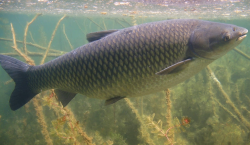 <strong>草食性魚類的飲食習性有哪些？</strong>