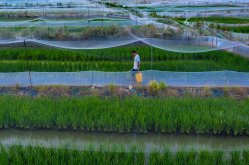 <strong>稻田養青蛙需要什么設備和條件？</strong>