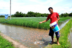 <strong> 稻田養魚的魚苗的田間飼養如何管理？</strong>