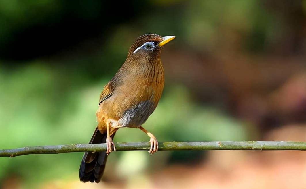 畫眉鳥是保護動物嗎？有哪些特點？