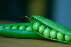 <strong>豆科植物為社么富含蛋白質？</strong>