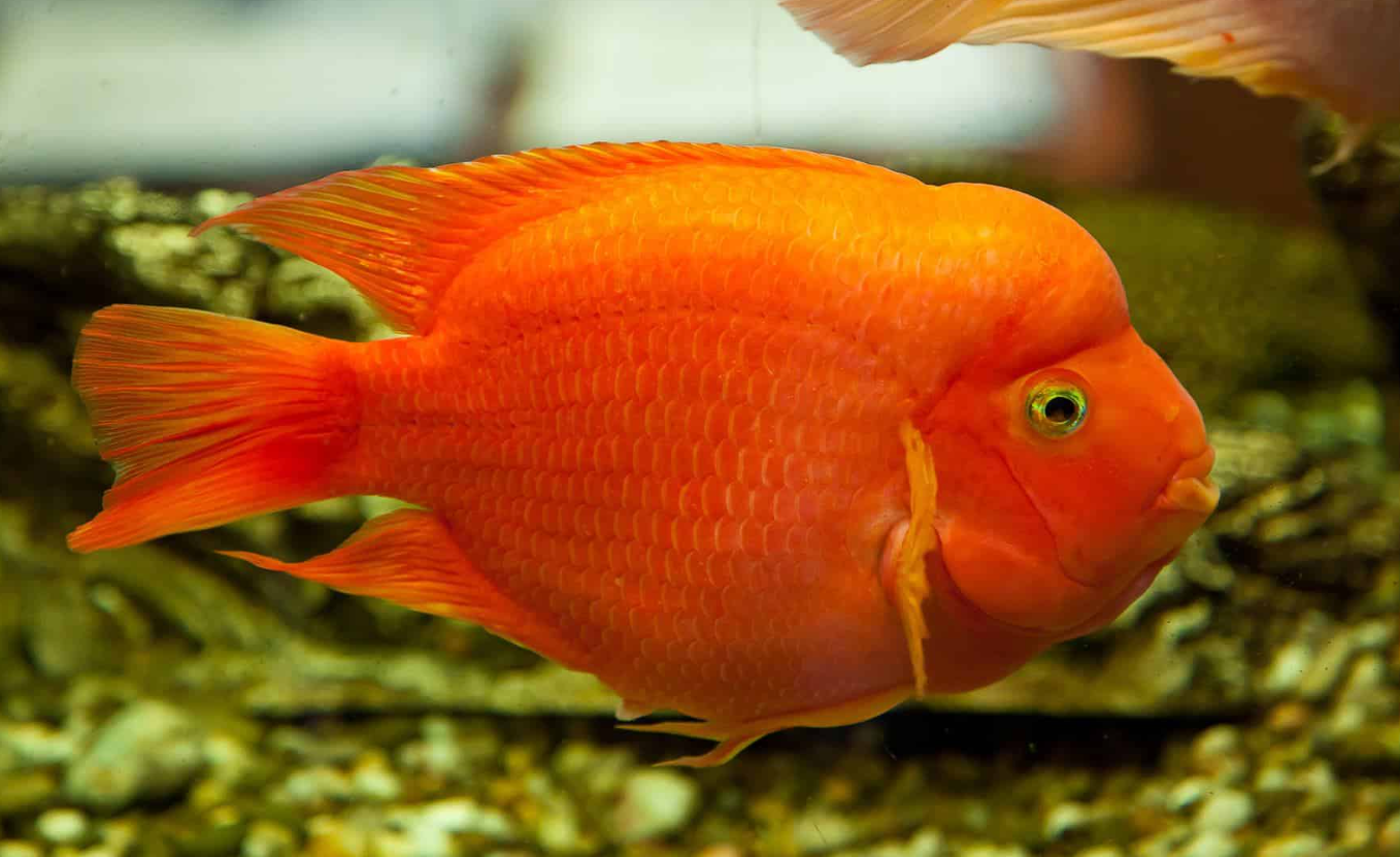 紅鸚鵡魚的特點介紹，有哪些飼養方法？