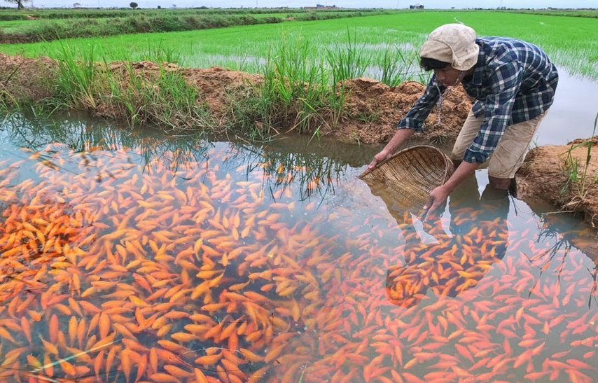 如何利用稻田自繁，自育鯉魚魚苗，魚種？